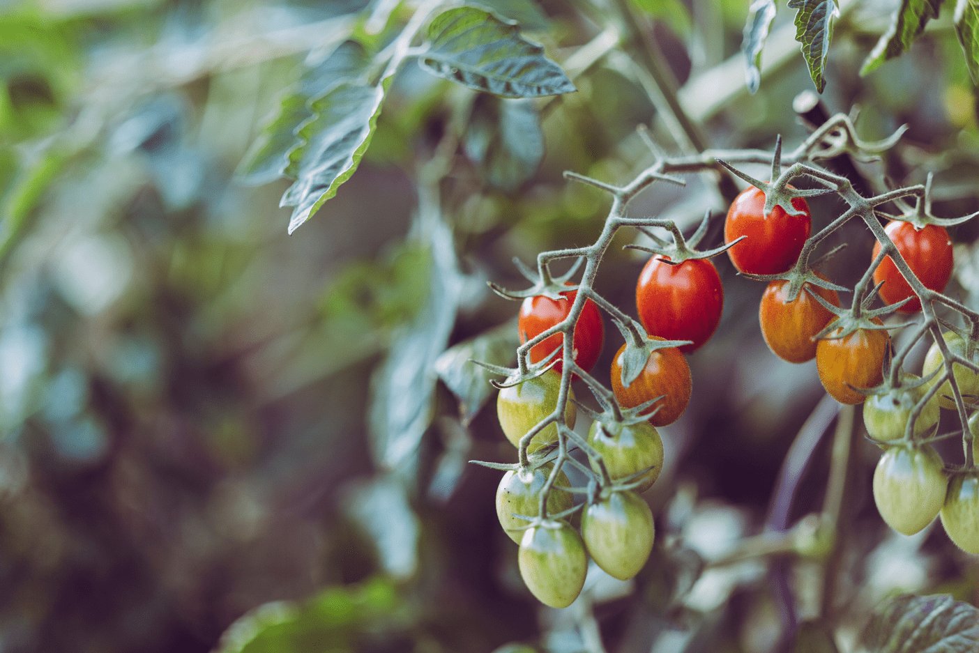 Bild von Tomatenbusch